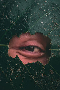Close-up of human eye peeking through leaf