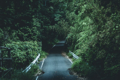 Trees and plants in forest