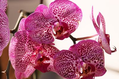 Close-up of pink orchid flowers