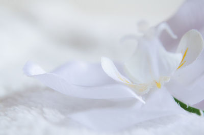 Close-up of white flower