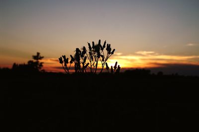 Silhouette plants on landscape against sky at sunset