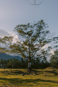 Trees on field against sky