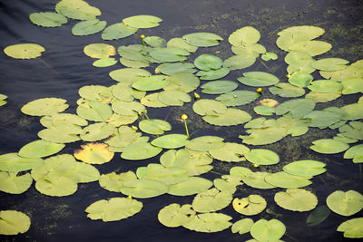 Leaves floating in pond