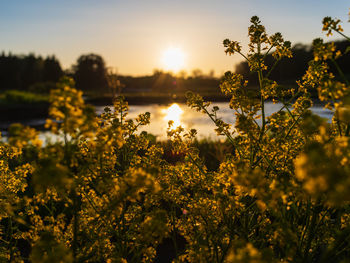 Yellow flowering plants on field against sky during sunset