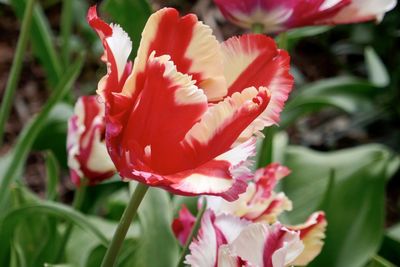 Close-up of red flowering plant