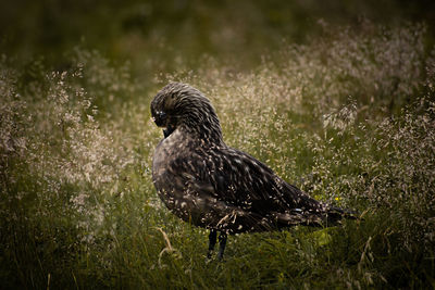 Gull between grass.