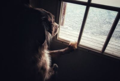 High angle view of dog looking through window at home