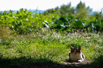 Close-up of cat sitting on grassy field