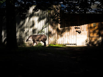 Side view of cow standing on field