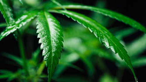 Close-up of fresh green leaves