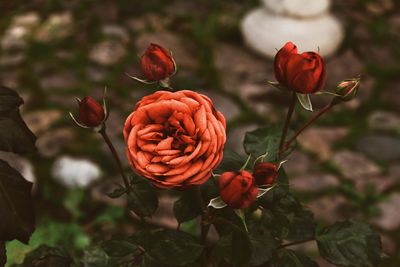 Close-up of red roses on plant