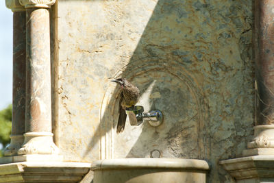 Close-up of bird perching on wall