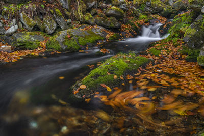 Stream flowing through rocks in forest