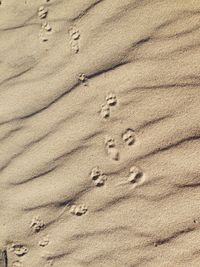 High angle view of paw prints at beach