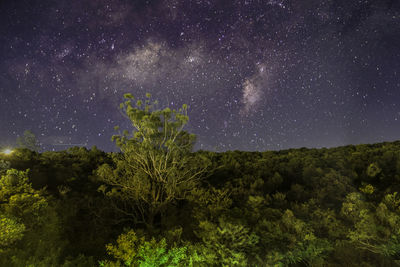 Scenic view of tree against sky at night