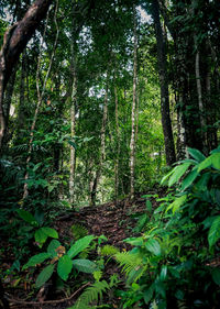 Trees growing in forest