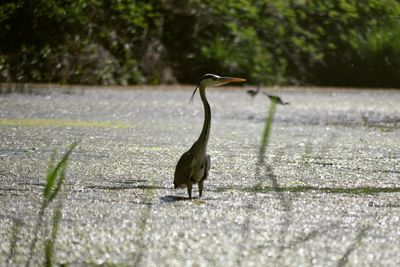 High angle view of gray heron