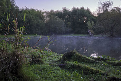 Scenic view of lake against trees in forest