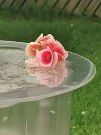 Close-up of pink rose