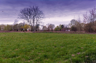 Bare trees on field against sky
