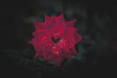 Close-up of red rose