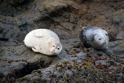 Sea lions on wet rocks