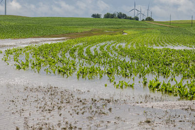 Scenic view of agricultural field against sky