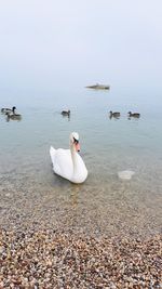 Swans swimming in a lake