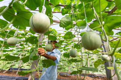 Full length of man holding fresh plant
