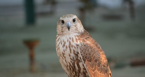 Close-up of a bird