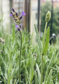 Close-up of purple flowering plant on field