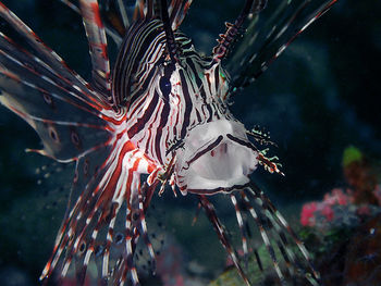 Close-up of fishes swimming in sea