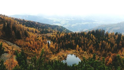 Scenic view of forest against sky