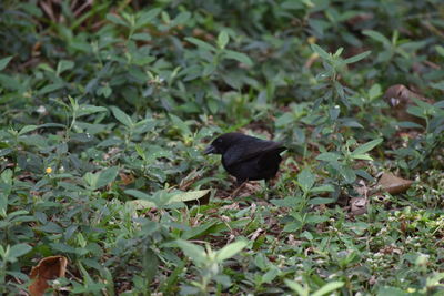 Close-up of bird on grass