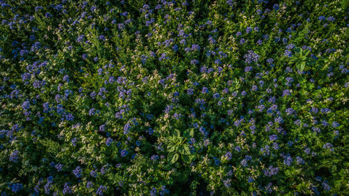 Close-up of purple flowering plants