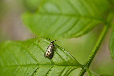 Close-up of insect on leaf