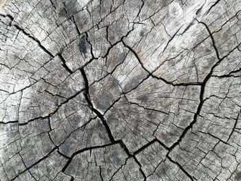 Full frame shot of tree stump