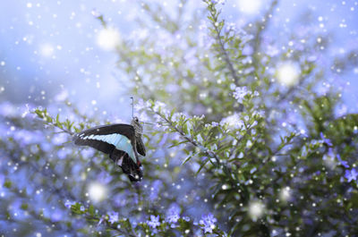 View of purple flowering plant