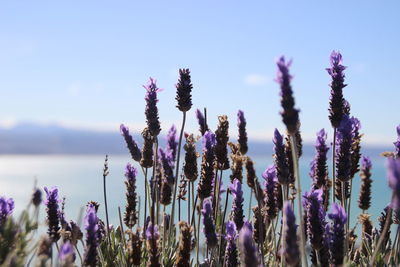 Close-up of purple flowering plants on field against sky