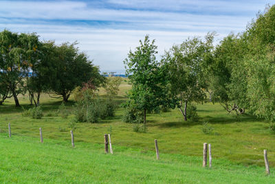 Scenic view of trees on field against sky