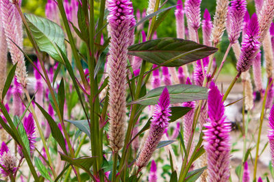 Close-up of purple flowers blooming outdoors