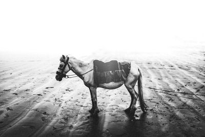 View of a horse on sand