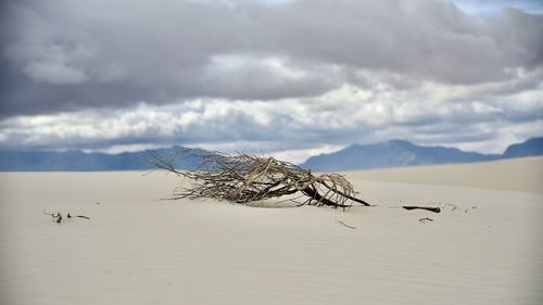 Scenic view of driftwood on beach against sky