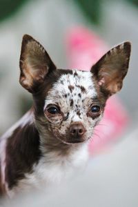 Close-up portrait of a dog