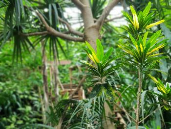 Close-up of bamboo plant in forest