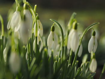 Close-up of plants growing on field