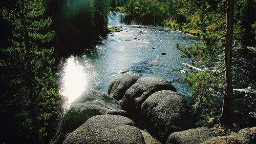 Reflection of trees in water