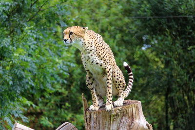 Close-up of a cat on tree