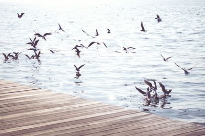 Birds swimming in lake