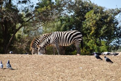 Zebras in a field